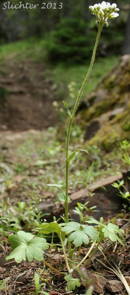 Buttercup Suksdorfia, Buttercup-leaf Mock Brookfoam, Buttercup-leaved Suksdorfia: Suksdorfia ranunculifolia (Synonyms: Boykinia ranunculifolia, Hemieva ranunculifolia, Saxifraga ranunculifolia)