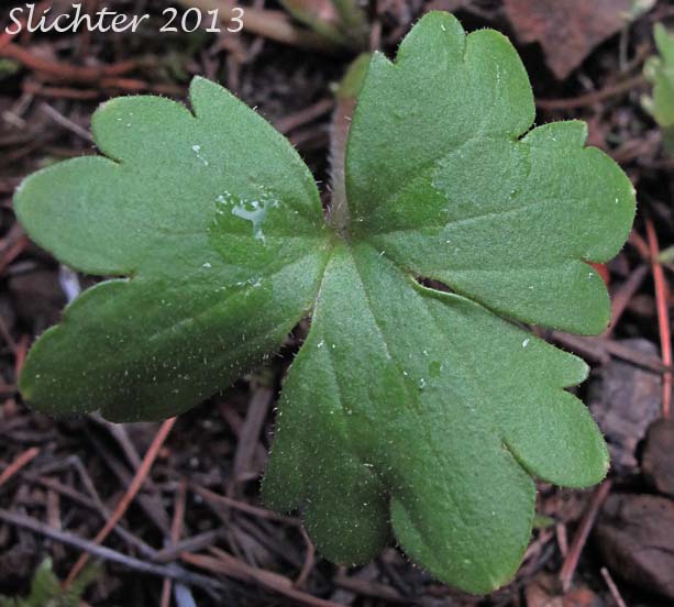Basal leaf of Buttercup Suksdorfia, Buttercup-leaf Mock Brookfoam, Buttercup-leaved Suksdorfia: Suksdorfia ranunculifolia (Synonyms: Boykinia ranunculifolia, Hemieva ranunculifolia, Saxifraga ranunculifolia)