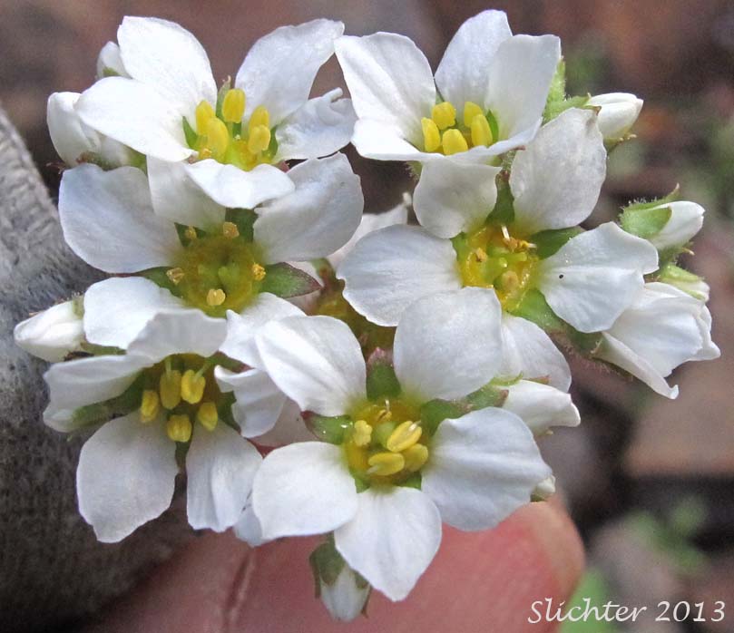Close-up of the inflorescence of Buttercup Suksdorfia, Buttercup-leaf Mock Brookfoam, Buttercup-leaved Suksdorfia: Suksdorfia ranunculifolia (Synonyms: Boykinia ranunculifolia, Hemieva ranunculifolia, Saxifraga ranunculifolia)