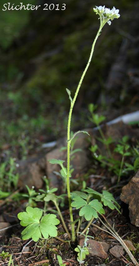 Buttercup Suksdorfia, Buttercup-leaf Mock Brookfoam, Buttercup-leaved Suksdorfia: Suksdorfia ranunculifolia (Synonyms: Boykinia ranunculifolia, Hemieva ranunculifolia, Saxifraga ranunculifolia)