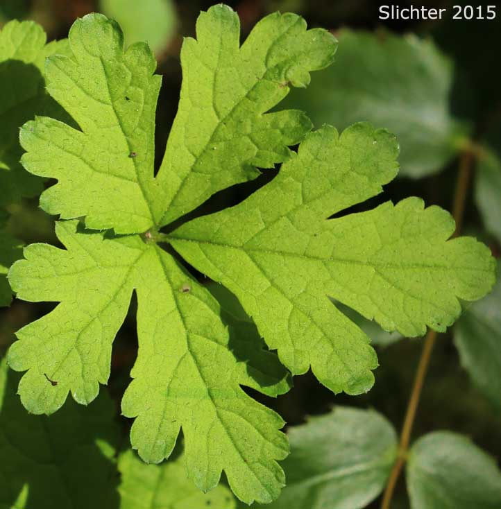Leaf of Cut-leaved Foamflower, Threeleaf Foamflower: Tiarella trifoliata var. laciniata (Synonyms: Tiarella californica, Tiarella laciniata)