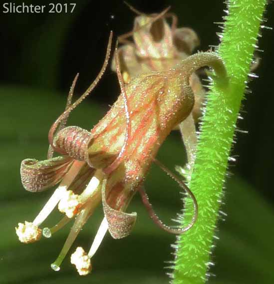 Flower of Youth-on-age, Piggyback Plant, Piggy-back Plant: Tolmiea menziesii (Synonym: Tiarella menziesii)
