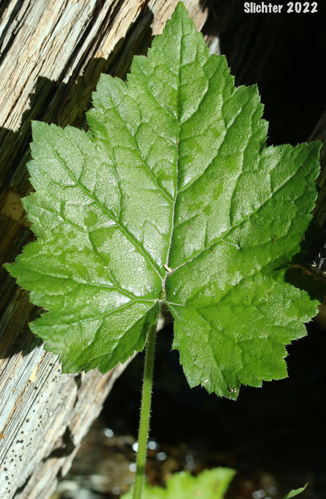 Leaf of Youth-on-age, Piggyback Plant, Piggy-back Plant: Tolmiea menziesii (Synonym: Tiarella menziesii)