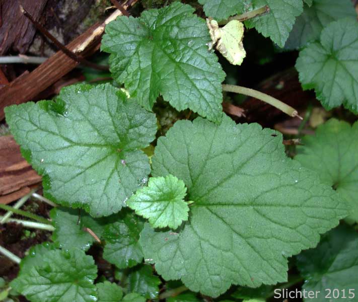 Vegetative leaves of Youth-on-age, Piggyback Plant, Piggy-back Plant: Tolmiea menziesii (Synonym: Tiarella menziesii)
