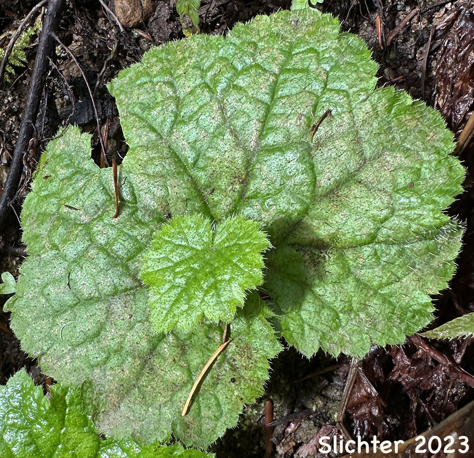 Youth-on-age, Piggyback Plant, Piggy-back Plant: Tolmiea menziesii (Synonym: Tiarella menziesii)