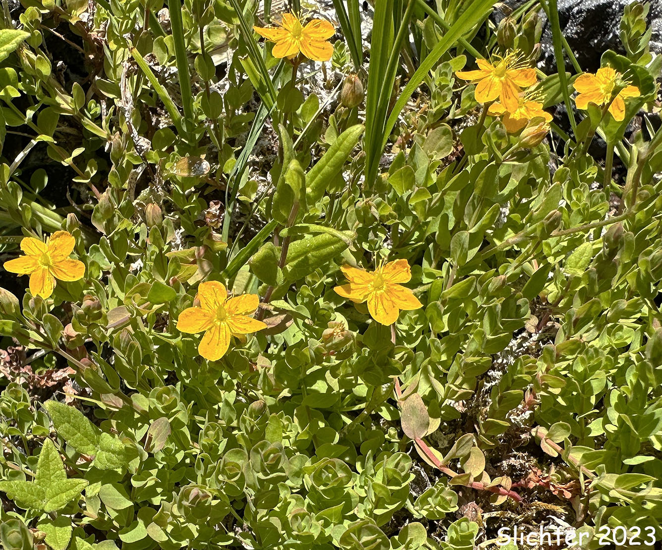 Bog St. Johnswort, Bog St. John'swort, Bog St. John's Wort, Creeping St. Johnswort, Tinkers Penny, Tinker's Penny: Hypericum anagalloides