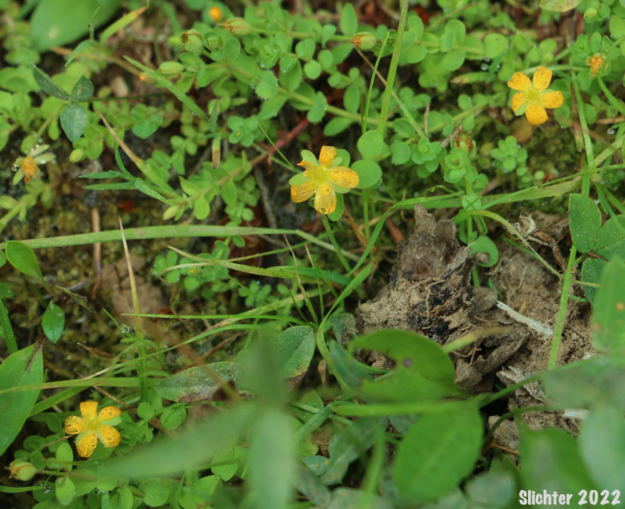 Bog St. Johnswort, Bog St. John'swort, Bog St. John's Wort, Creeping St. Johnswort, Tinkers Penny, Tinker's Penny: Hypericum anagalloides