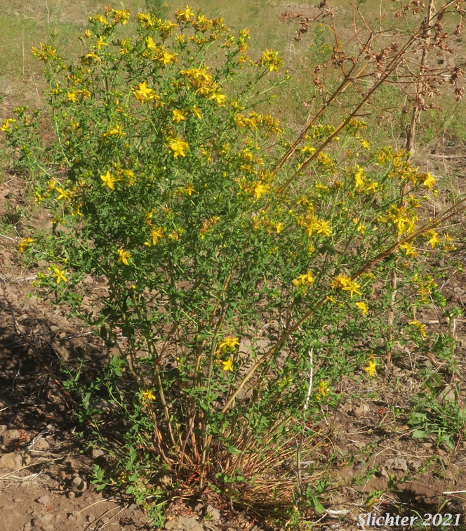 Common St. Johnswort, Common St. John's-wort, Klamathweed, Klamath Weed: Hypericum perforatum (Synonym: Hypericum perforatum ssp. perforatum)