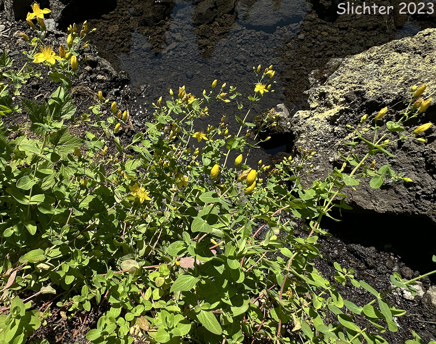 Scouler's St. Johnswort, Scouler's St. John's-wort, Western St. John's-wort: Hypericum scouleri ssp. scouleri (Synonyms: Hypericum formosum, Hypericum formosum ssp. scouleri, Hypericum formosum ssp. scouleri var. scouleri, Hypericum formosum var. scouleri, Hypericum scouleri ssp. scouleri)