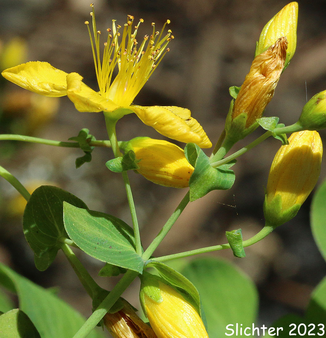 Scouler's St. Johnswort, Scouler's St. John's-wort, Western St. John's-wort: Hypericum scouleri ssp. scouleri (Synonyms: Hypericum formosum, Hypericum formosum ssp. scouleri, Hypericum formosum ssp. scouleri var. scouleri, Hypericum formosum var. scouleri, Hypericum scouleri ssp. scouleri)