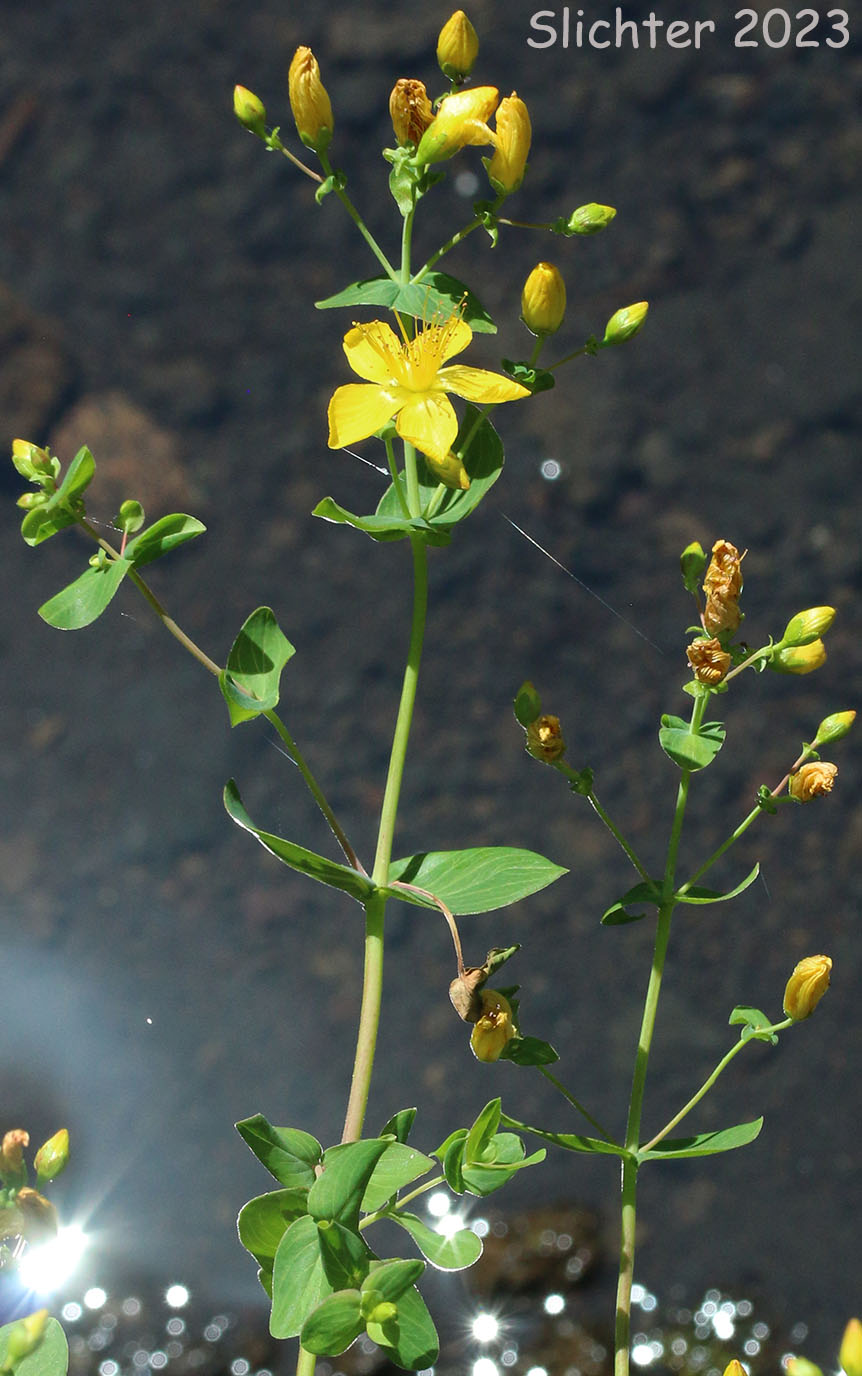 Scouler's St. Johnswort, Scouler's St. John's-wort, Western St. John's-wort: Hypericum scouleri ssp. scouleri (Synonyms: Hypericum formosum, Hypericum formosum ssp. scouleri, Hypericum formosum ssp. scouleri var. scouleri, Hypericum formosum var. scouleri, Hypericum scouleri ssp. scouleri)