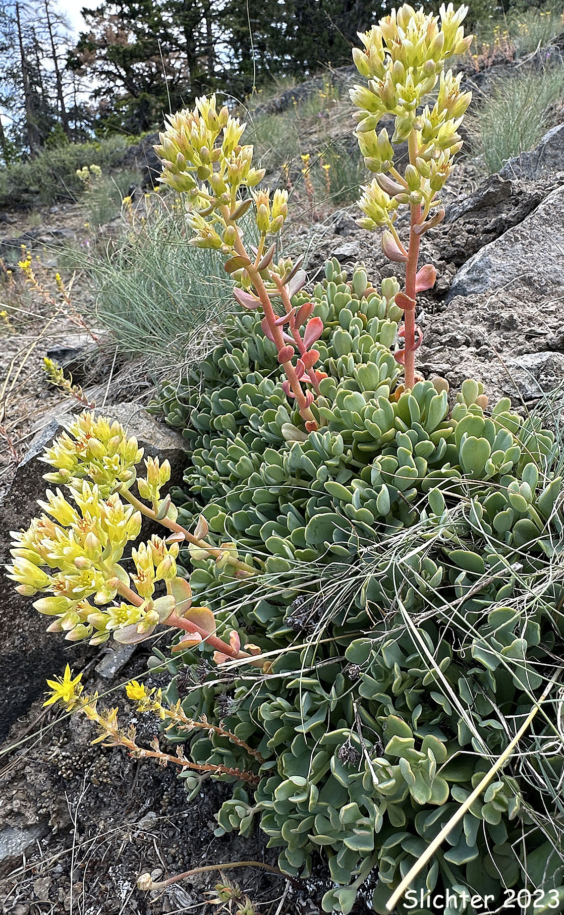 Creamy Stonecrop: Sedum oregonense (Synonym: Gormania watsonii)