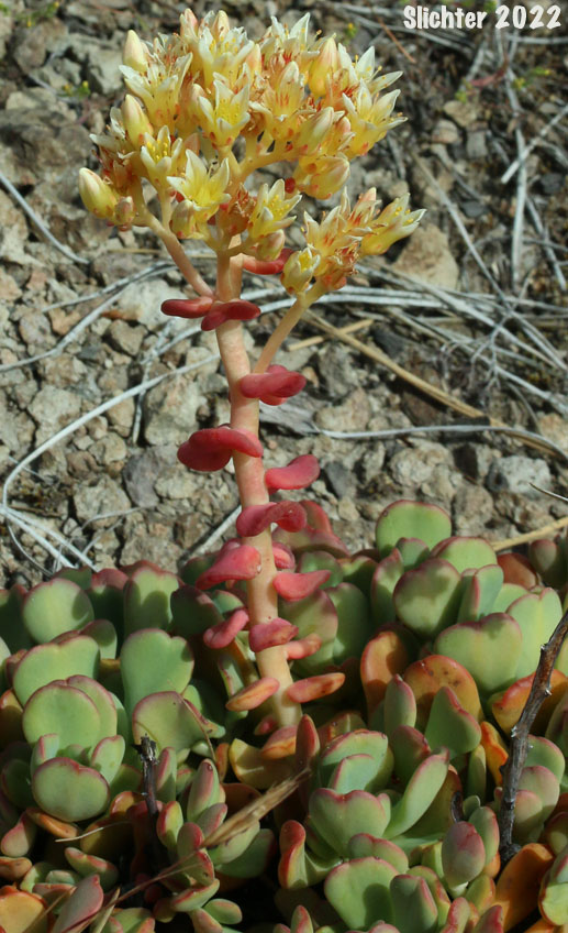 Creamy Stonecrop: Sedum oregonense (Synonym: Gormania watsonii)