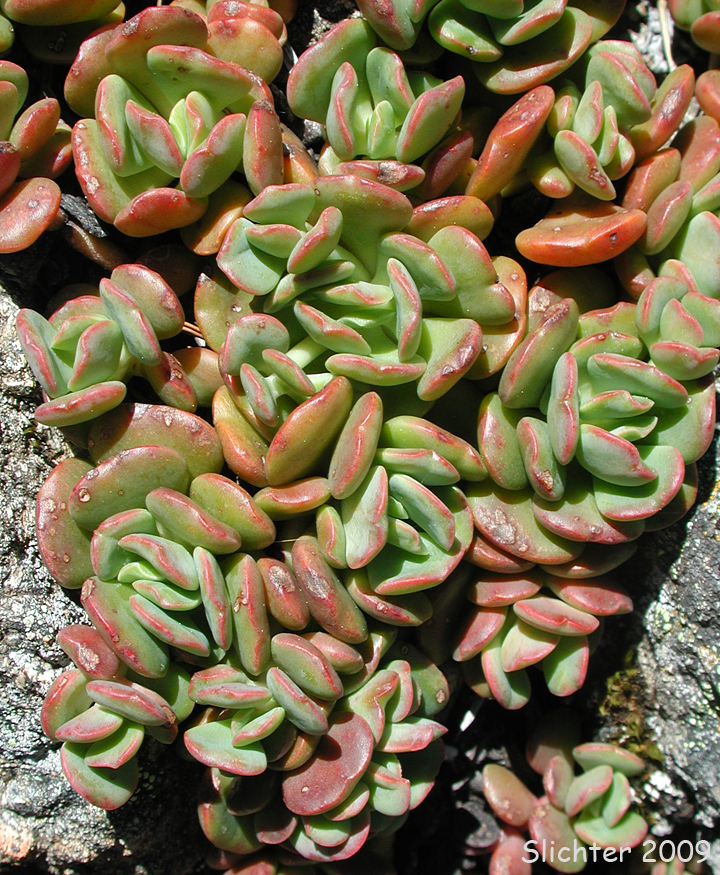 Creamy Stonecrop: Sedum oregonense (Synonym: Gormania watsonii)