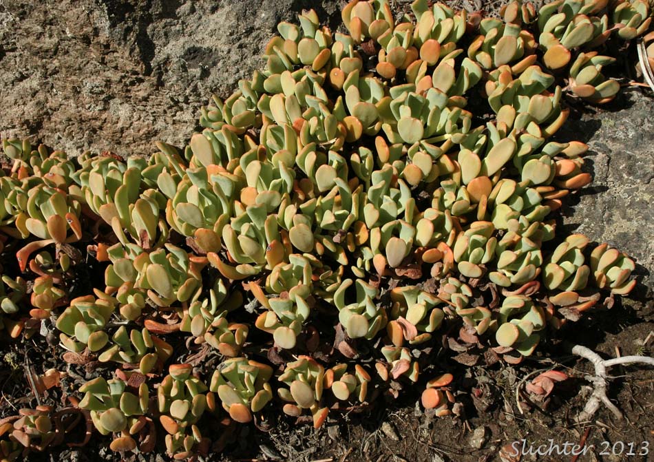 Creamy Stonecrop: Sedum oregonense (Synonym: Gormania watsonii)