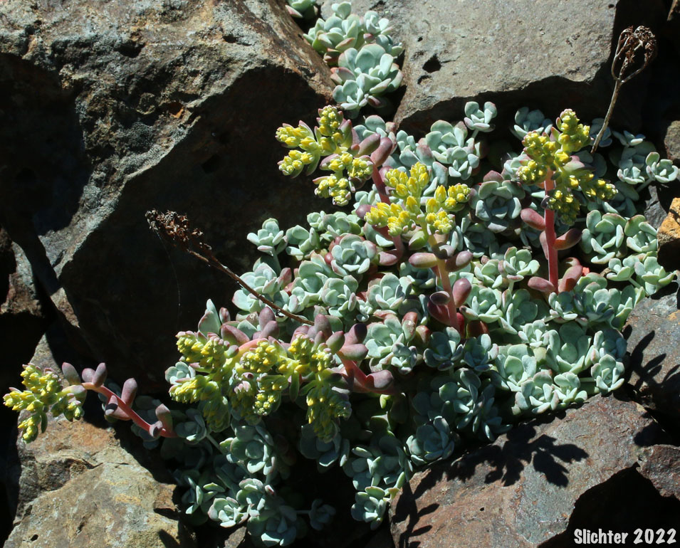 Broadleaf Stonecrop, Broad-leaf Stonecrop, Broad-leaved Stonecrop, Pacific Stonecrop, Spatula-leaf Stonecrop: Sedum spathulifolium (Synonyms: Sedum pruinosum, Sedum spathulifolium ssp. pruinosum, Sedum spathulifolium ssp. purdyi, Sedum spathulifolium ssp. spathulifolium, Sedum spathulifolium var. minus, Sedum spathulifolium var. pruinosum, Sedum spathulifolium var. spathulifolium)