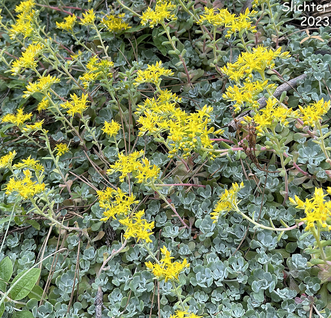 Broadleaf Stonecrop, Broad-leaf Stonecrop, Broad-leaved Stonecrop, Pacific Stonecrop, Spatula-leaf Stonecrop: Sedum spathulifolium (Synonyms: Sedum pruinosum, Sedum spathulifolium ssp. pruinosum, Sedum spathulifolium ssp. purdyi, Sedum spathulifolium ssp. spathulifolium, Sedum spathulifolium var. minus, Sedum spathulifolium var. pruinosum, Sedum spathulifolium var. spathulifolium)