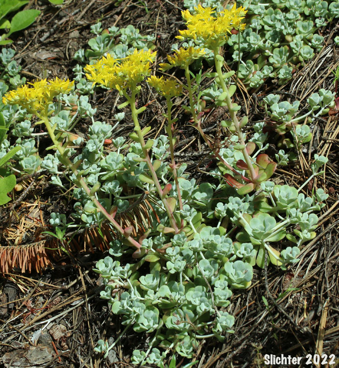 Broadleaf Stonecrop, Broad-leaf Stonecrop, Broad-leaved Stonecrop, Pacific Stonecrop, Spatula-leaf Stonecrop: Sedum spathulifolium (Synonyms: Sedum pruinosum, Sedum spathulifolium ssp. pruinosum, Sedum spathulifolium ssp. purdyi, Sedum spathulifolium ssp. spathulifolium, Sedum spathulifolium var. minus, Sedum spathulifolium var. pruinosum, Sedum spathulifolium var. spathulifolium)