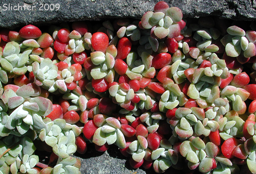 Broadleaf Stonecrop, Broad-leaf Stonecrop, Broad-leaved Stonecrop, Pacific Stonecrop, Spatula-leaf Stonecrop: Sedum spathulifolium (Synonyms: Sedum pruinosum, Sedum spathulifolium ssp. pruinosum, Sedum spathulifolium ssp. purdyi, Sedum spathulifolium ssp. spathulifolium, Sedum spathulifolium var. minus, Sedum spathulifolium var. pruinosum, Sedum spathulifolium var. spathulifolium)