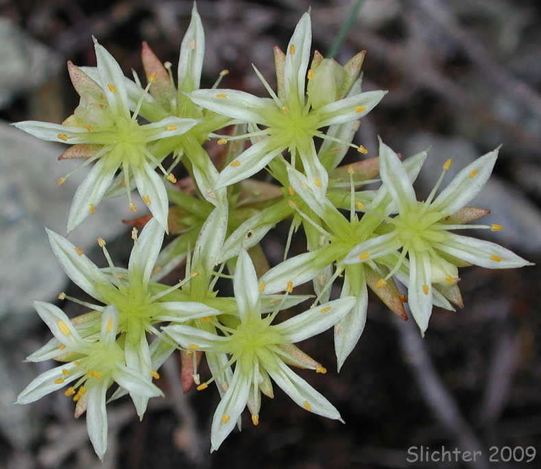 Umpqua Stonecrop, White Wormleaf Stonecrop: Sedum stenopetalum ssp. ciliosum (Synonyms: Sedum ciliosum, Sedum douglasii ssp. ciliosum, Sedum radiatum ssp. ciliosum)