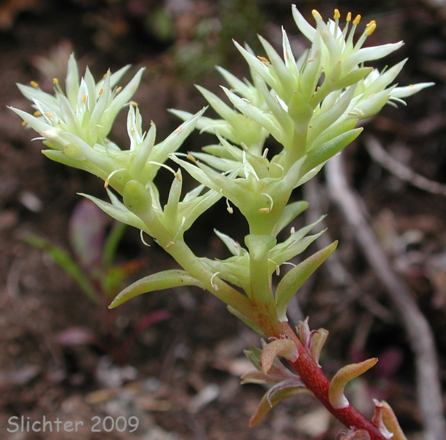 Umpqua Stonecrop, White Wormleaf Stonecrop: Sedum stenopetalum ssp. ciliosum (Synonyms: Sedum ciliosum, Sedum douglasii ssp. ciliosum, Sedum radiatum ssp. ciliosum)