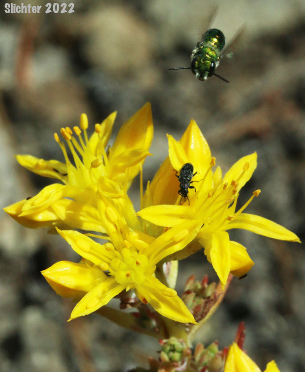 Wormleaf Stonecrop: Sedum stenopetalum ssp. stenopetalum (Synonyms: Sedum douglasii var. douglasii, Sedum monanthum, Sedum stenopetalum ssp. monanthum, Sedum stenopetalum var. monanthum, Sedum stenopetalum var. stenopetalum)