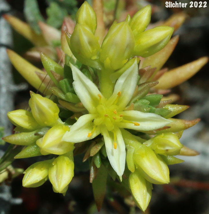 Wormleaf Stonecrop: Sedum stenopetalum ssp. stenopetalum (Synonyms: Sedum douglasii var. douglasii, Sedum monanthum, Sedum stenopetalum ssp. monanthum, Sedum stenopetalum var. monanthum, Sedum stenopetalum var. stenopetalum)