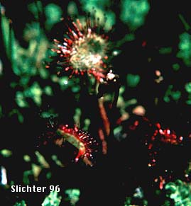 Roundleaf Sundew, Round-leaf Sundew: Drosera rotundifolia (Synonym: Drosera rotundifolia var. rotundifolia)