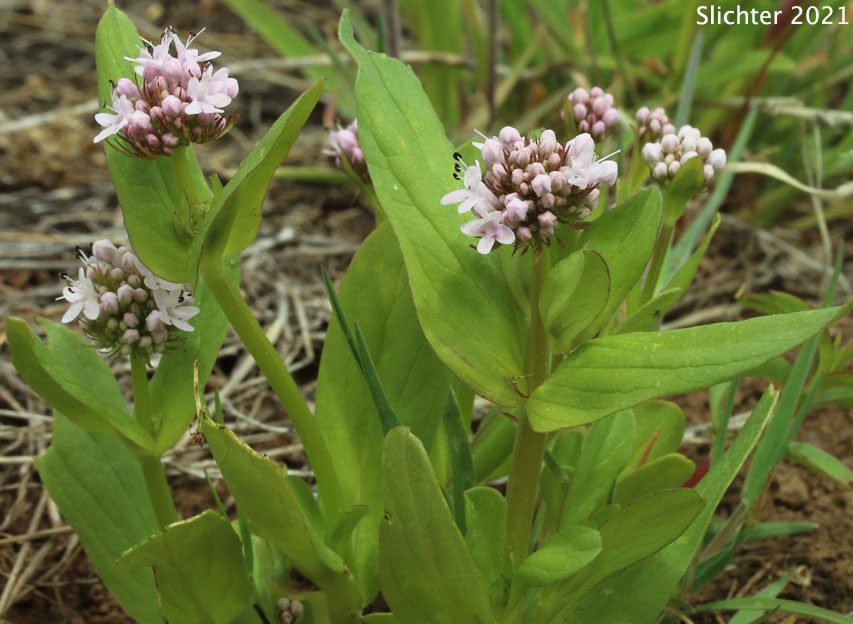 Rosy Plectritis, Sea Blush, Shortspur Sea Blush: Plectritis congesta (Synonyms: Plectritis congesta ssp. congesta, Plectritis congesta ssp. nitida, Plectritis samolifolia)