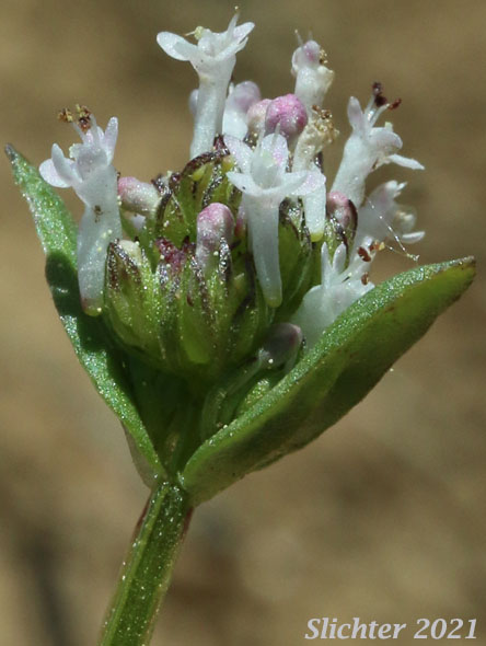 Longhorn Plectritis, Longspur White Plectritis, White Plectritis: Plectritis macrocera (Synonyms: Plectritis macrocera ssp. grayi, Plectritis macrocera ssp. macrocera, Plectritis macrocera var. collina, Plectritis macrocera var. grayi, Plectritis macrocera var. macrocera, Plectritis macrocera var. macroptera, Plectritis macrocera var. mamillata)