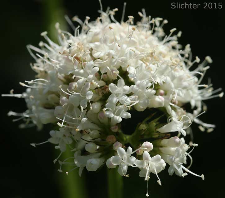 Mt. Heliotrope: Valeriana sitchensis