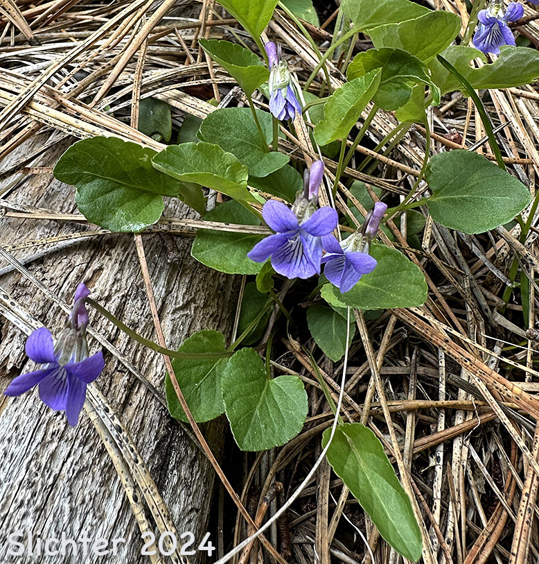 Hookedspur Violet, Western Longspur Violet, Early Blue Violet: Viola adunca (Synonyms: Viola adunca var. adunca, Viola adunca var. bellidifolia, Viola adunca var. cascadensis, Viola adunca ssp. oxyceras, Viola adunca var. oxyceras, Viola adunca var. uncinulata, Viola bellidifolia, Viola cascadensis)