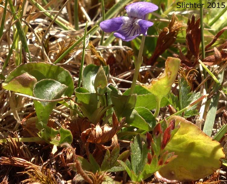Hookedspur Violet, Western Longspur Violet, Early Blue Violet: Viola adunca (Synonyms: Viola adunca var. adunca, Viola adunca var. bellidifolia, Viola adunca var. cascadensis, Viola adunca ssp. oxyceras, Viola adunca var. oxyceras, Viola adunca var. uncinulata, Viola bellidifolia, Viola cascadensis)