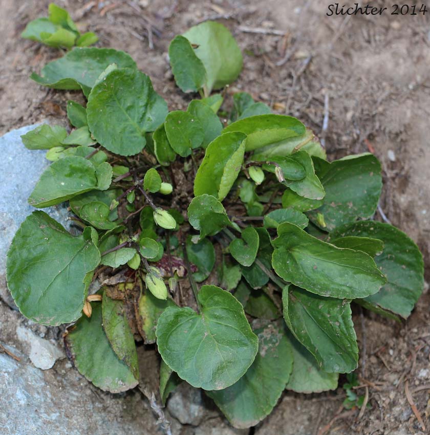 Seed pods of Darkwoods Violet, Evergreen Yellow Violet, Round-leaf Violet, Round-leaved Violet: Viola orbiculata (Synonyms: Viola sempervirens var. orbiculata, Viola sempervirens var. orbiculoides)