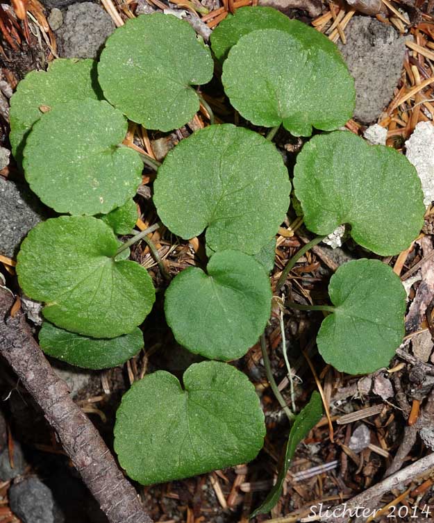 Darkwoods Violet, Evergreen Yellow Violet, Round-leaf Violet, Round-leaved Violet: Viola orbiculata (Synonyms: Viola sempervirens var. orbiculata, Viola sempervirens var. orbiculoides)