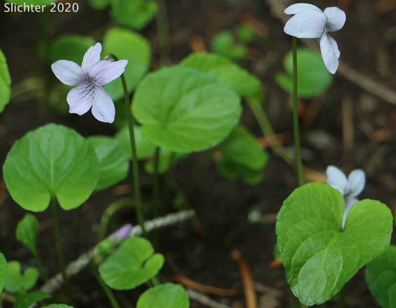 Marsh Violet: Viola palustris (Synonym: Viola palustris var. palustris)