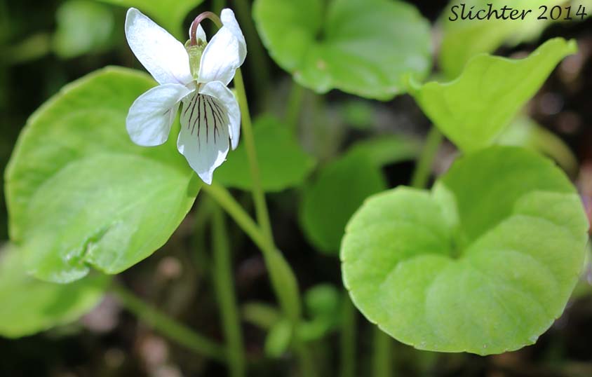 Marsh Violet: Viola palustris (Synonym: Viola palustris var. palustris)