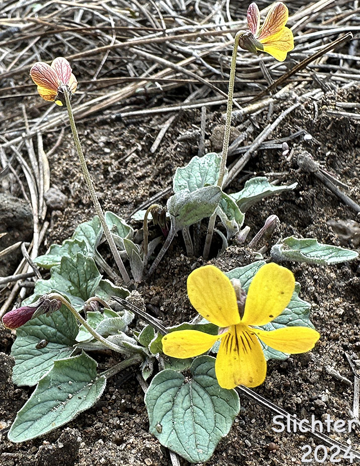 Goosefoot Violet, Goosefoot Yellow Violet, Purplish Violet: Viola purpurea ssp. venosa (Synonyms: Viola purpurea ssp. geophyta, Viola purpurea var. venosa)