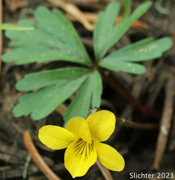 Cut-leaf Violet: Viola sheltonii