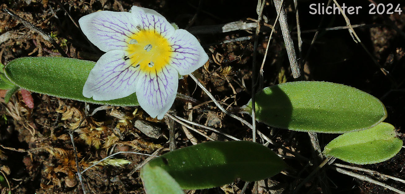 Dwarf Hesperochiron, Dwarf Monkey-fiddle: Hesperochiron pumilus (Synonyms: Hesperochiron pumilus var. ciliatus, Hesperochiron villosulus)