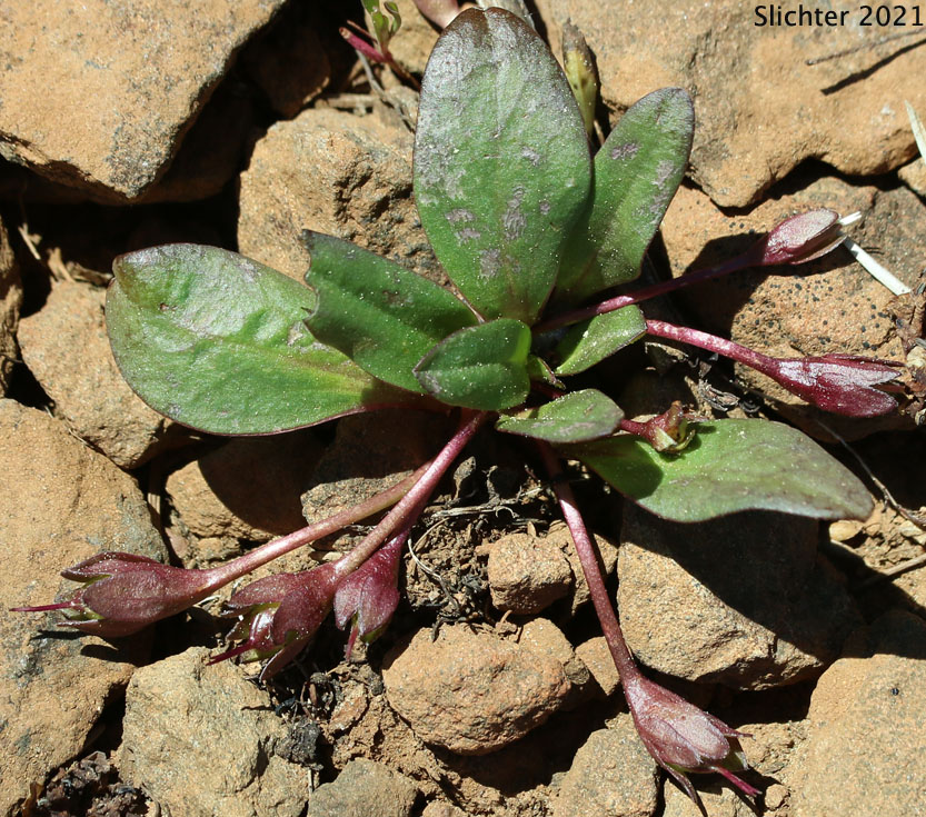 Dwarf Hesperochiron, Dwarf Monkey-fiddle: Hesperochiron pumilus (Synonyms: Hesperochiron pumilus var. ciliatus, Hesperochiron villosulus)