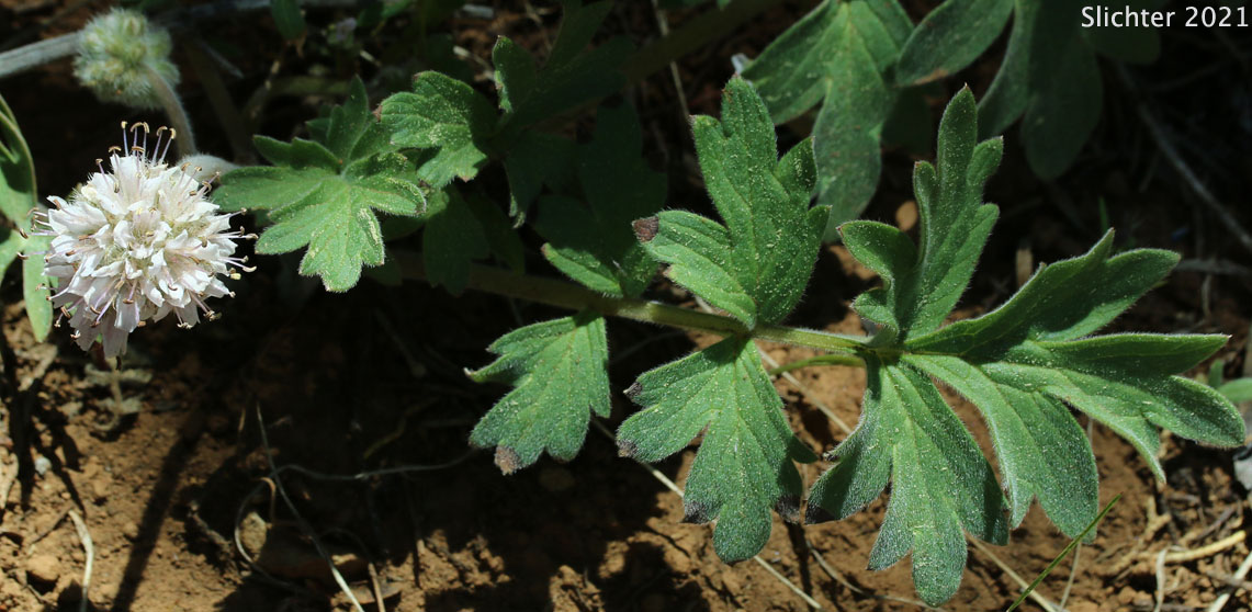 Western Waterleaf: Hydrophyllum occidentale (Synonyms: Hydrophyllum occidentale var. occidentale, Hydrophyllum occidentale var. watsonii)