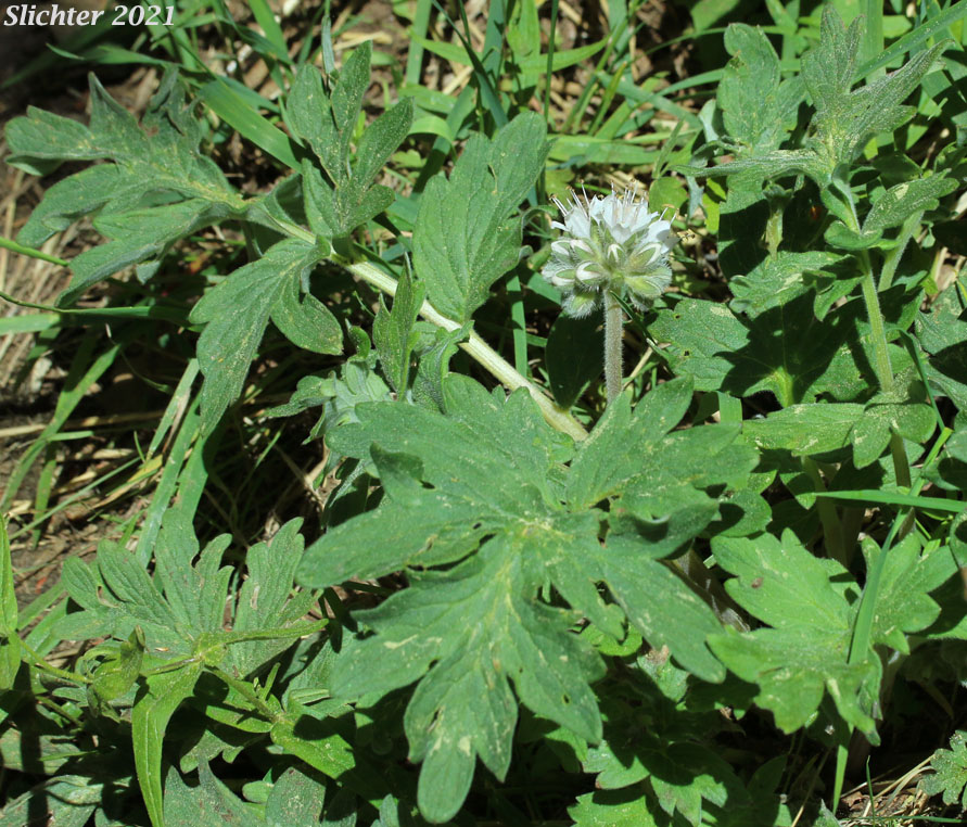 Western Waterleaf: Hydrophyllum occidentale (Synonyms: Hydrophyllum occidentale var. occidentale, Hydrophyllum occidentale var. watsonii)