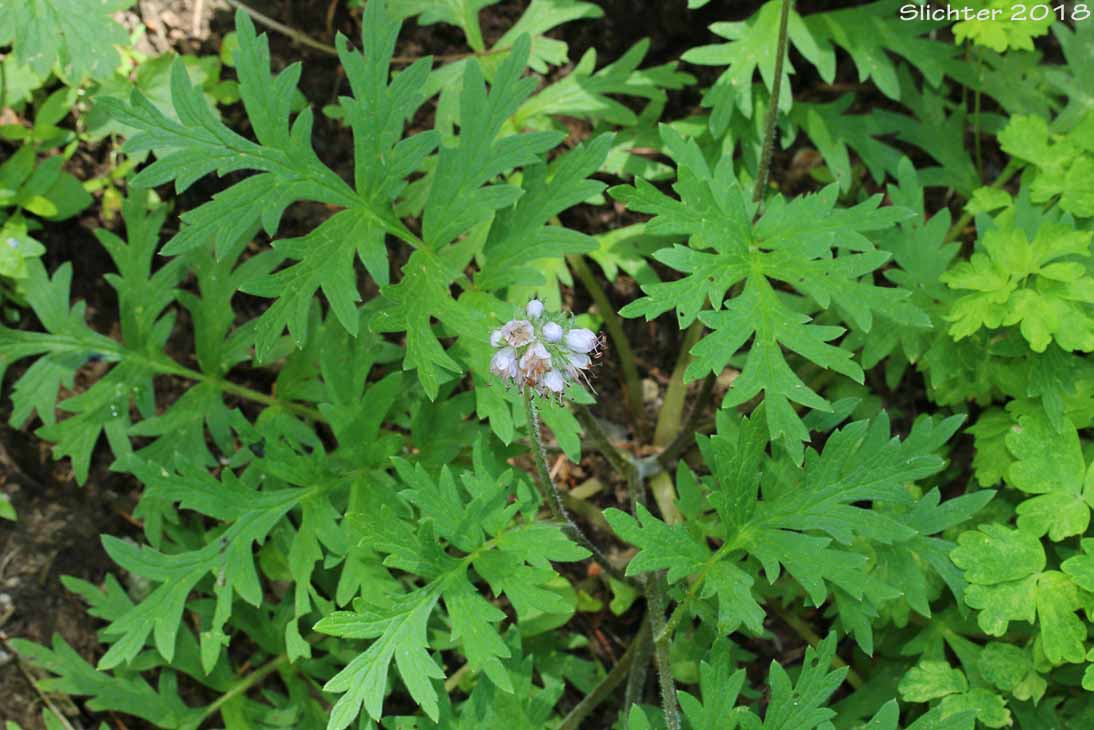 Western Waterleaf: Hydrophyllum occidentale