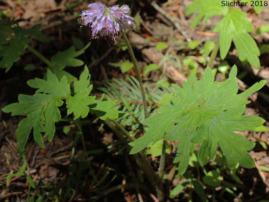 Western Waterleaf: Hydrophyllum occidentale (Synonyms: Hydrophyllum occidentale var. occidentale, Hydrophyllum occidentale var. watsonii)