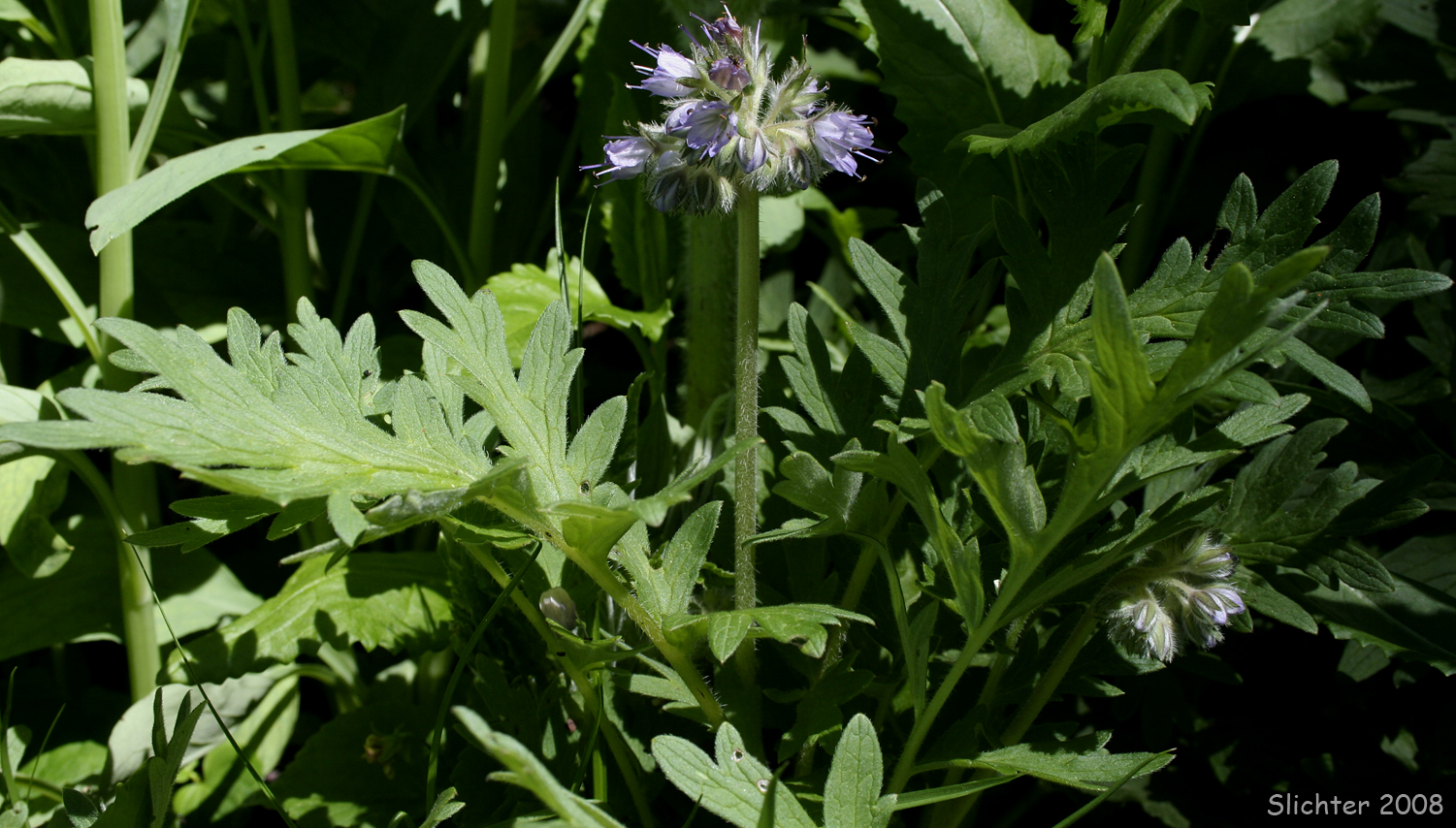 Western Waterleaf: Hydrophyllum occidentale (Synonyms: Hydrophyllum occidentale var. occidentale, Hydrophyllum occidentale var. watsonii)