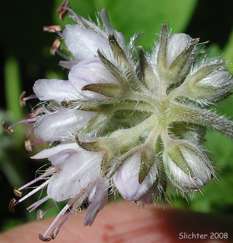 Underside of the inflorescence of western waterleaf: Hydrophyllum occidentale (Synonyms: Hydrophyllum occidentale var. occidentale, Hydrophyllum occidentale var. watsonii)