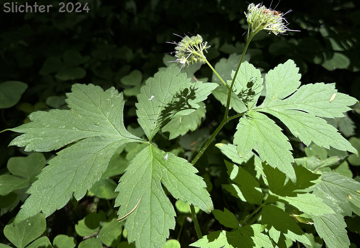 Pacific Waterleaf, Slender-stemmed Waterleaf: Hydrophyllum tenuipes (Synonym: Hydrophyllum viridulum)