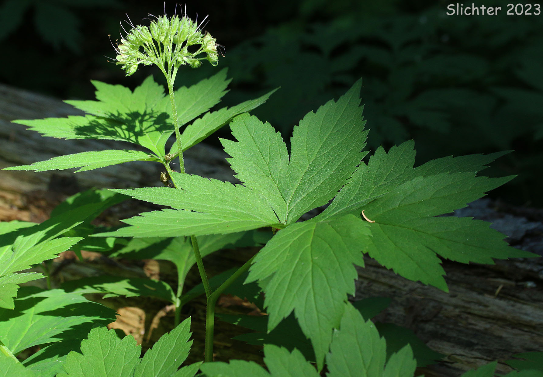 Pacific Waterleaf, Slender-stemmed Waterleaf: Hydrophyllum tenuipes (Synonym: Hydrophyllum viridulum)