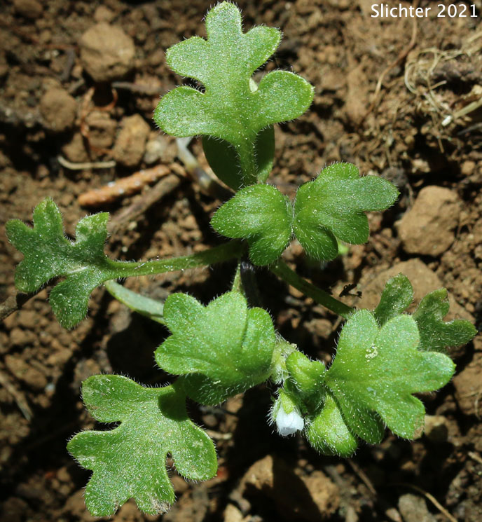 Woods Nemophila, Small-flowered Nemophila: Nemophila parviflora var. parviflora